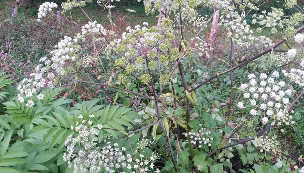 Angelica sylvestris